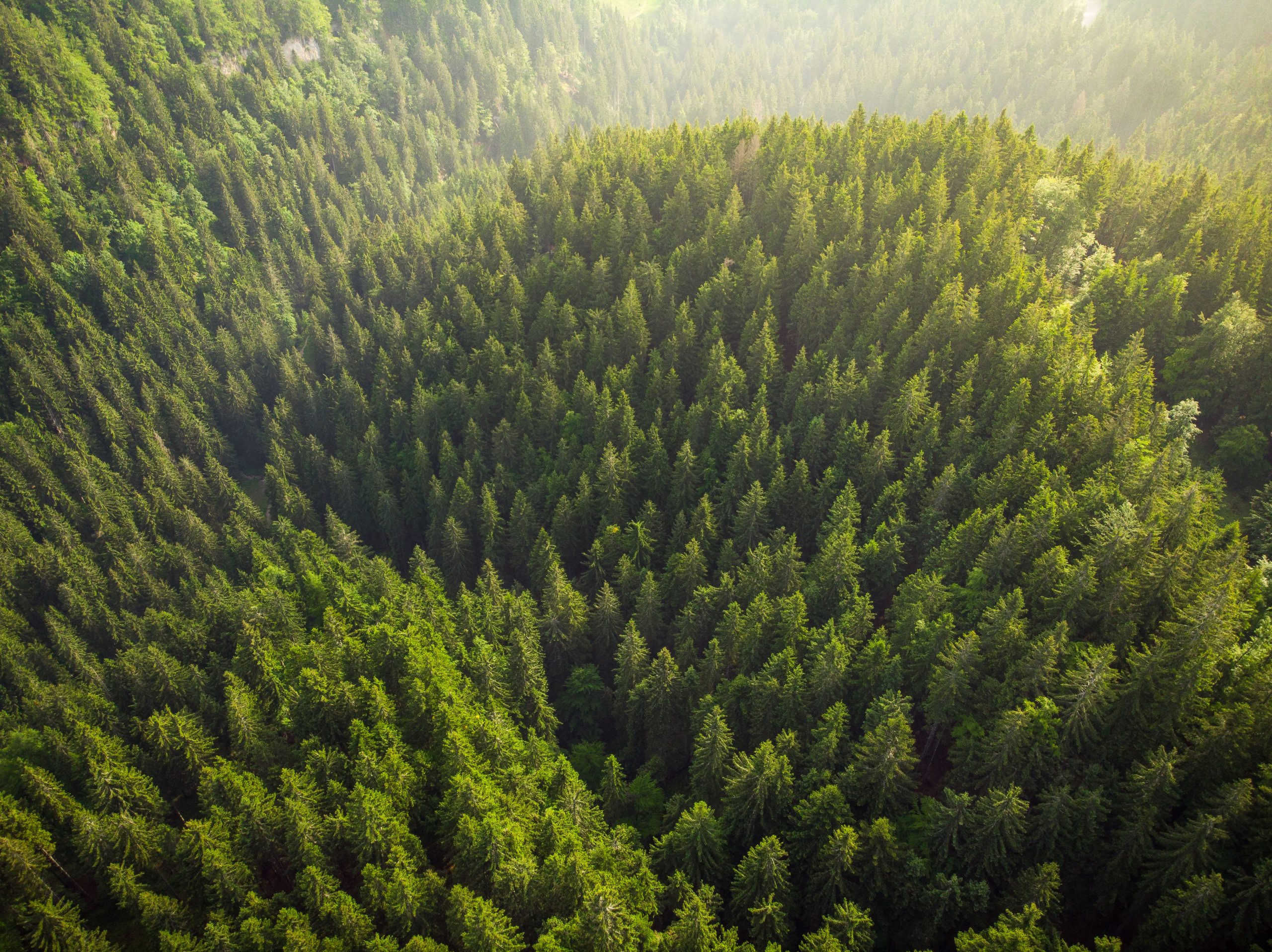 Sustainability in Humboldt County: A Legacy Rooted in Forestry